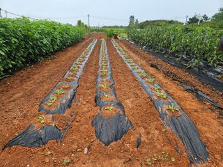 강창원님의 배추 · 영농일지 작성글 사진