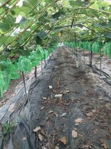 팜모닝 포도·자유게시판 게시글 이미지