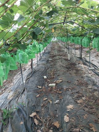 이옥신님의 포도 · 자유게시판 작성글 사진