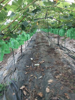 이옥신님의 포도 · 자유게시판 작성글 사진