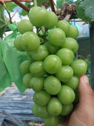 이옥신님의 포도 · 자유게시판 작성글 사진