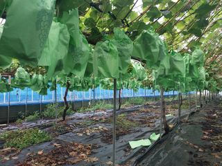 이옥신님의 포도 · 자유게시판 작성글 사진