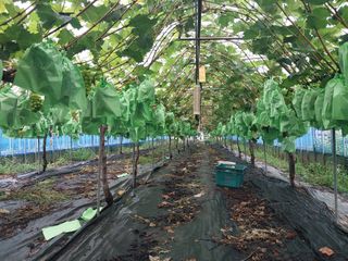 이옥신님의 포도 · 자유게시판 작성글 사진