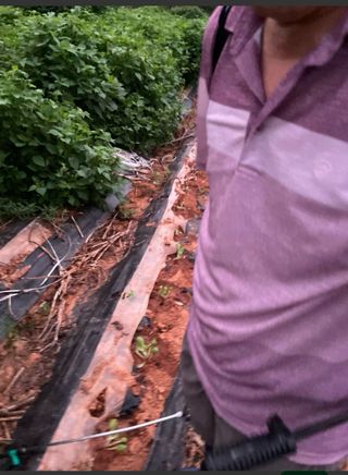 희아산매실님의 들깨 · 영농일지 작성글 사진