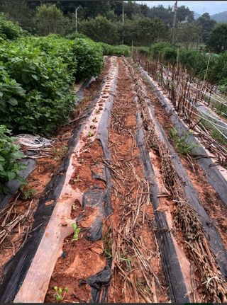 희아산매실님의 들깨 · 영농일지 작성글 사진