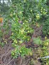 팜모닝 자유주제·자유게시판 게시글 이미지