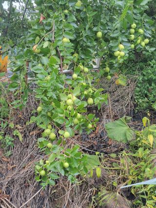 김종옥님의 자유주제 · 자유게시판 작성글 사진