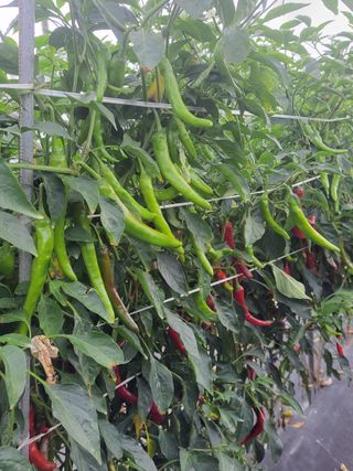 김종옥님의 자유주제 · 자유게시판 작성글 사진