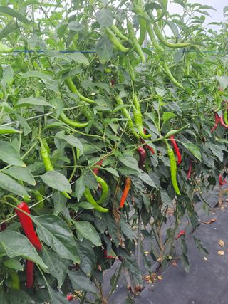 김종옥님의 자유주제 · 자유게시판 작성글 사진