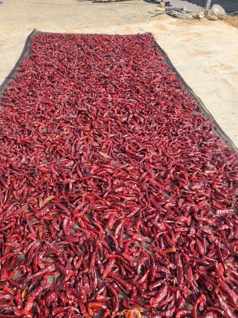 이은영님의 장터 판매 상품 [고추가루600g  한근] 첨부 사진