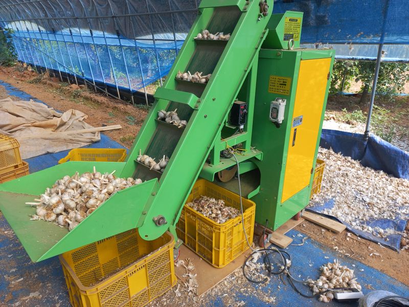 박린님의 장터 판매 상품 [홍산마늘(종자용쪽분리)] 첨부 사진