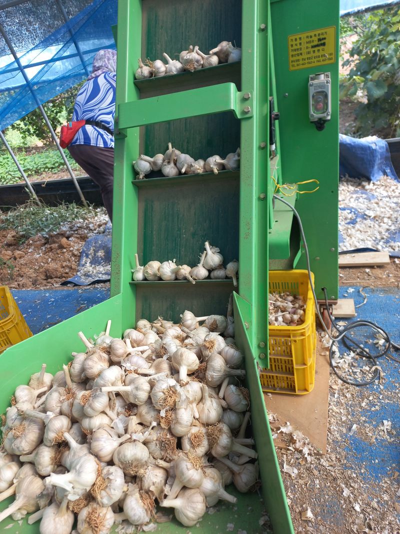 박린님의 장터 판매 상품 [홍산마늘(종자용쪽분리)] 첨부 사진