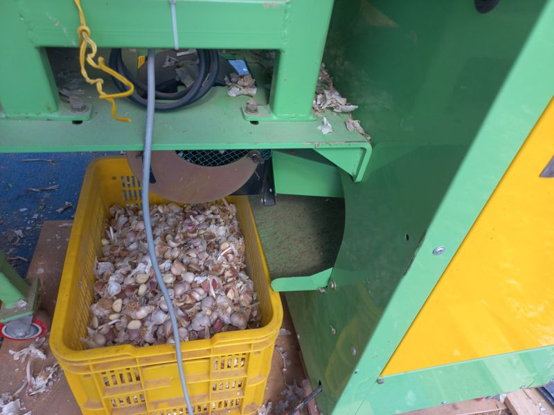 박린님의 장터 판매 상품 [홍산마늘(종자용쪽분리)] 첨부 사진