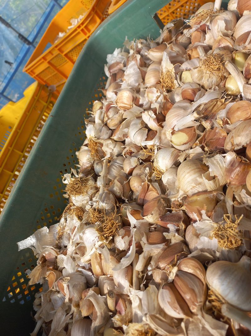 박린님의 장터 판매 상품 [홍산마늘(종자용쪽분리)] 첨부 사진