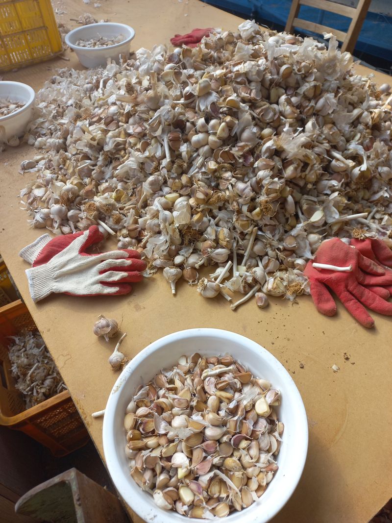 박린님의 장터 판매 상품 [홍산마늘(종자용쪽분리)] 첨부 사진