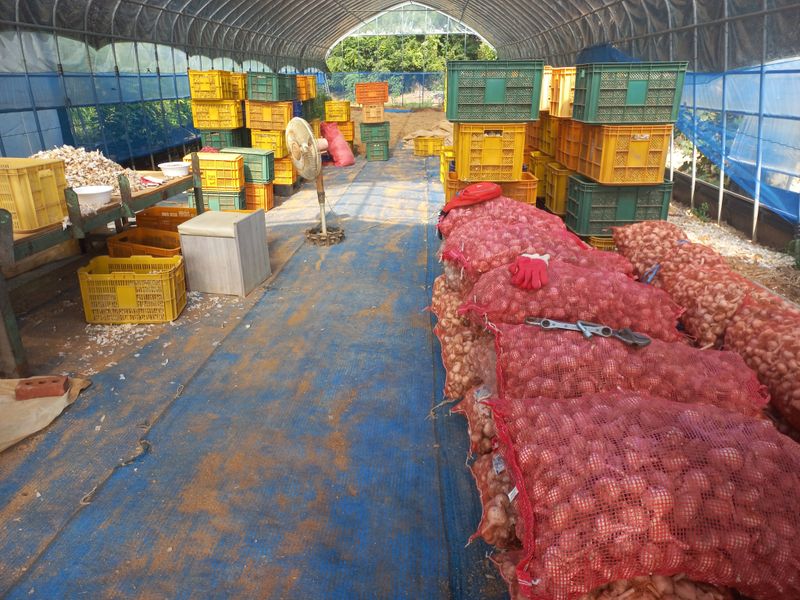 박린님의 장터 판매 상품 [홍산마늘(종자용쪽분리)] 첨부 사진