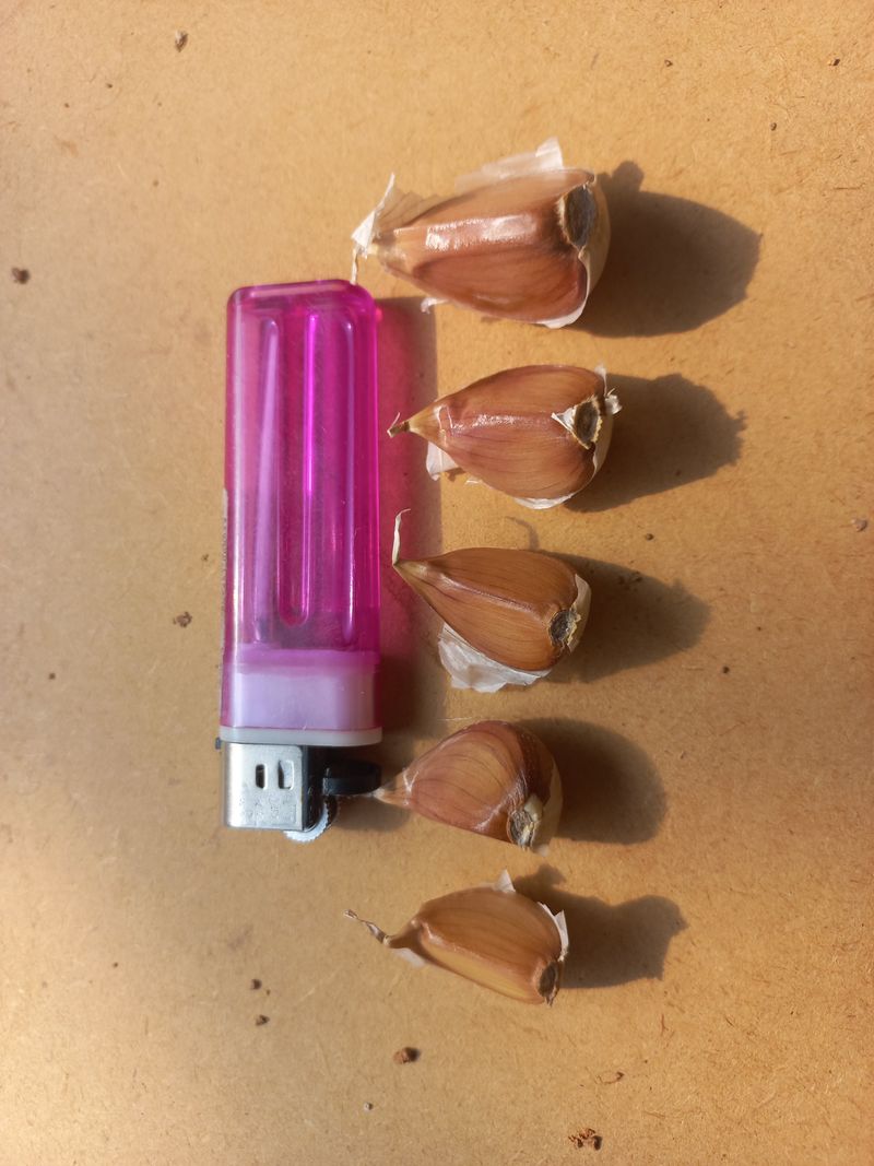 박린님의 장터 판매 상품 [홍산마늘(종자용쪽분리)] 첨부 사진