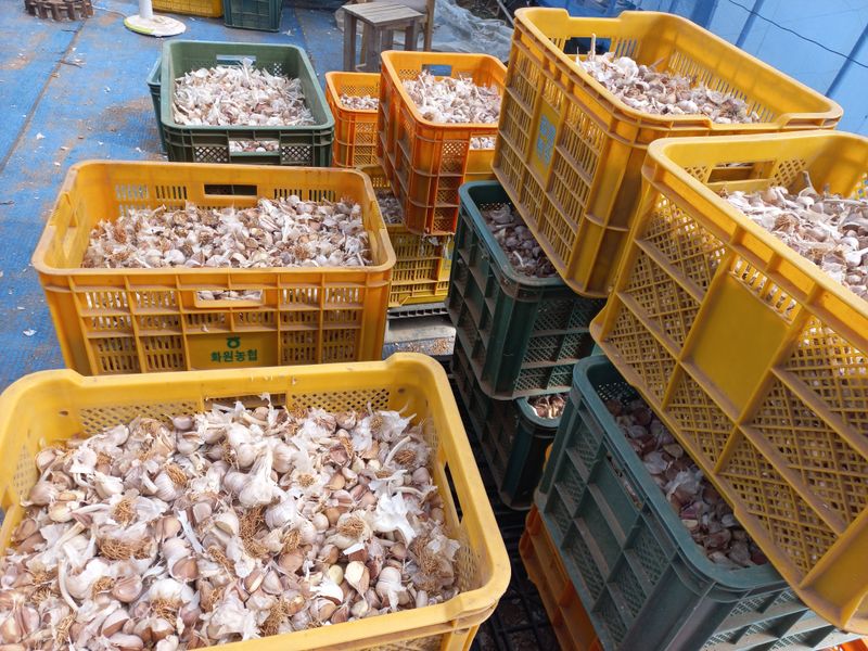 박린님의 장터 판매 상품 [홍산마늘(종자용쪽분리)] 첨부 사진