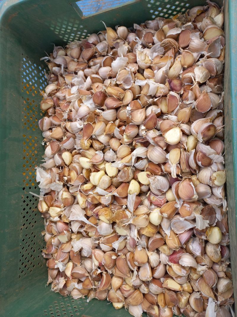 박린님의 장터 판매 상품 [홍산마늘(종자용쪽분리)] 첨부 사진