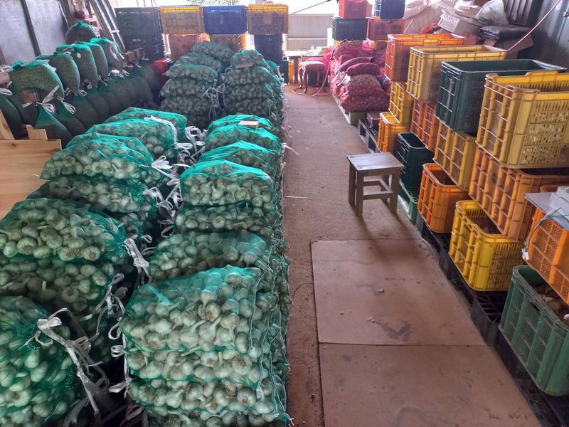 박린님의 장터 판매 상품 [홍산마늘(종자용쪽분리)] 첨부 사진