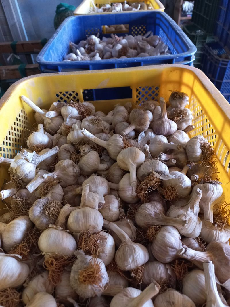 박린님의 장터 판매 상품 [홍산마늘(종자용쪽분리)] 첨부 사진