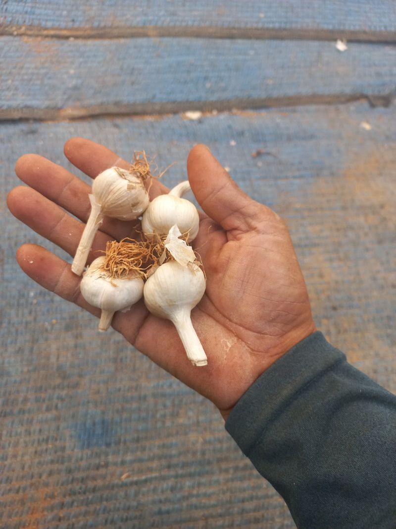 박린님의 장터 판매 상품 [홍산마늘(종자용쪽분리)] 첨부 사진