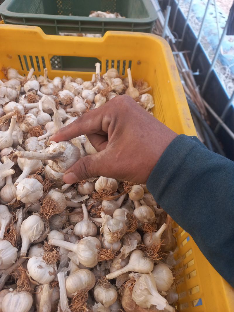 박린님의 장터 판매 상품 [홍산마늘(종자용쪽분리)] 첨부 사진