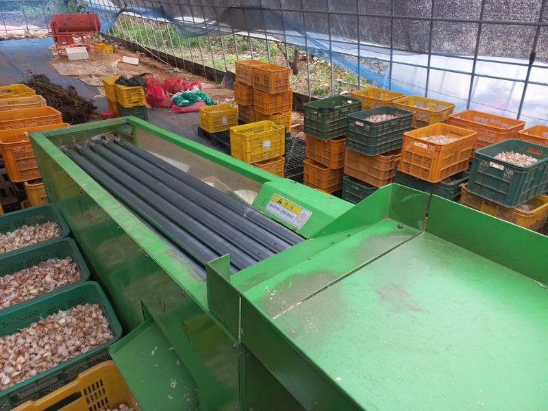 박린님의 장터 판매 상품 [홍산마늘(종자용쪽분리)] 첨부 사진