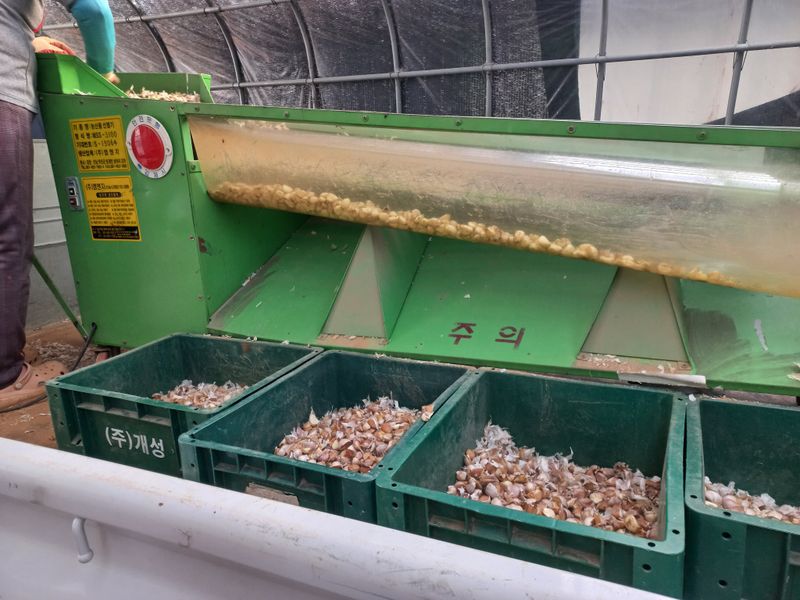 박린님의 장터 판매 상품 [홍산마늘(종자용쪽분리)] 첨부 사진