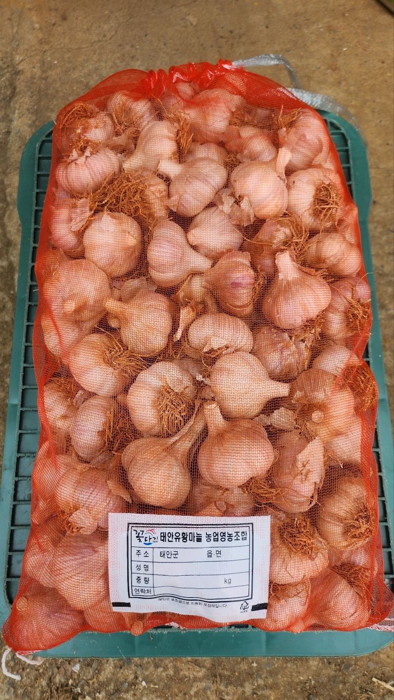 조새힘님의 장터 판매 상품 [25년 태안군 유황 홍산마늘 1세대 종자용 (밭마늘)] 첨부 사진
