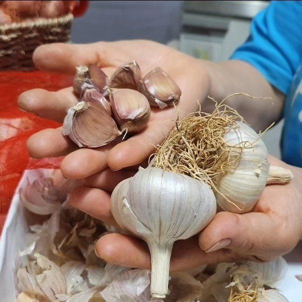조새힘님의 장터 판매 상품 [25년 태안군 유황 홍산마늘 1세대 종자용 (밭마늘)] 첨부 사진