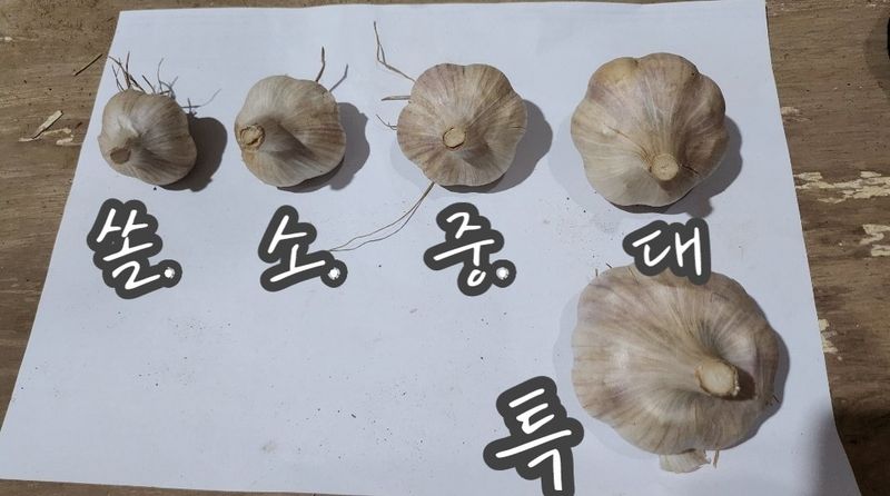 조새힘님의 장터 판매 상품 [25년 태안군 유황 홍산마늘 1세대 종자용 (밭마늘)] 첨부 사진