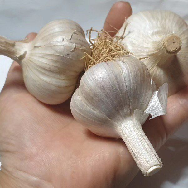 조새힘님의 장터 판매 상품 [25년 태안군 유황 홍산마늘 1세대 종자용 (밭마늘)] 첨부 사진