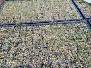 김동제님의 양파 · 영농일지 작성글 사진