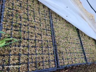 김동제님의 양파 · 영농일지 작성글 사진