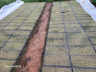 김동제님의 양파 · 영농일지 작성글 사진