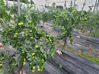 가짜 농부님의 자유주제 · 자유게시판 작성글 사진