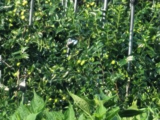 가짜 농부님의 자유주제 · 자유게시판 작성글 사진