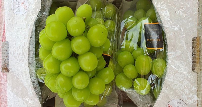 장터 상품 [샤인머스켓] 썸네일