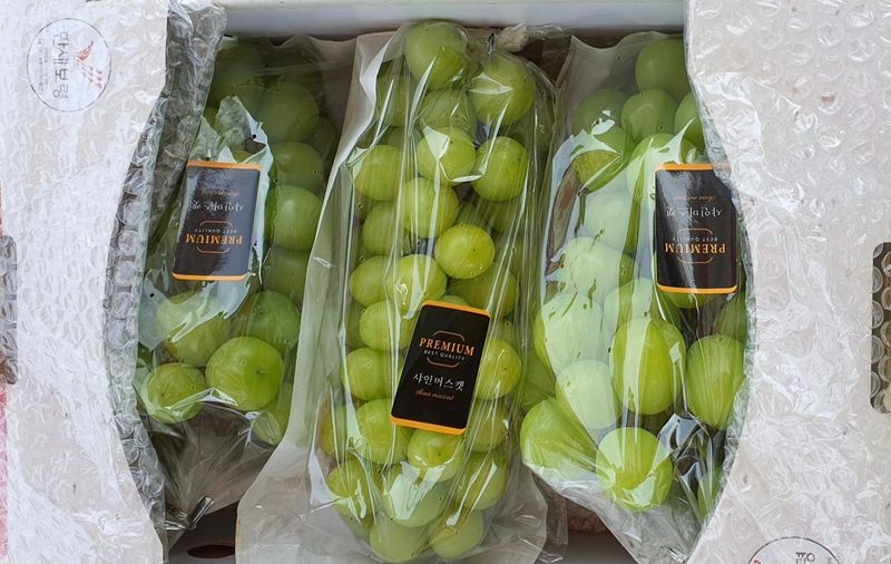 이호석님의 장터 판매 상품 [샤인머스켓] 첨부 사진