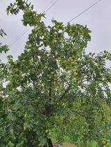 팜모닝 자유주제·자유게시판 게시글 이미지