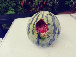 이응혁님의 기타작물 · 병해충상담 작성글 사진