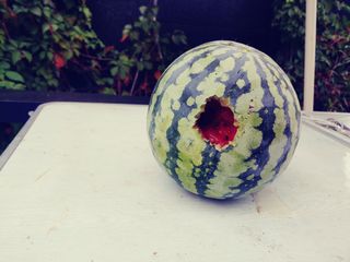 이응혁님의 기타작물 · 병해충상담 작성글 사진