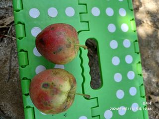 텃밭님의 농사, 무엇이든 물어보세요! · 참여글 작성글 사진