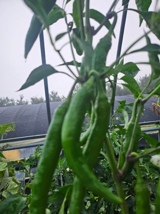 김미애님의 자유주제 · 자유게시판 작성글 사진