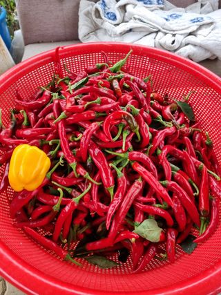 정민지호맘님의 고추 · 영농일지 작성글 사진