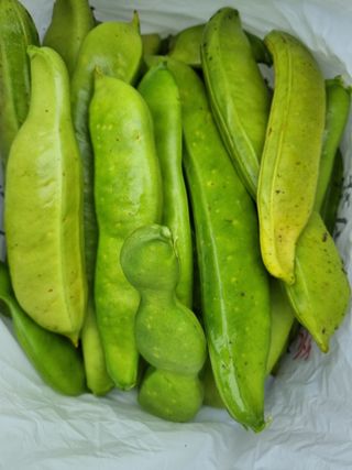 정민지호맘님의 고추 · 영농일지 작성글 사진