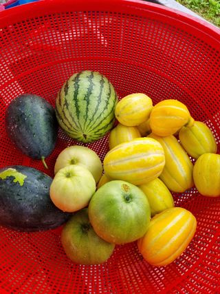 정민지호맘님의 고추 · 영농일지 작성글 사진