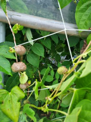 정민지호맘님의 고추 · 영농일지 작성글 사진