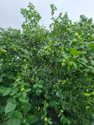 정민지호맘님의 고추 · 영농일지 작성글 사진